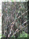 Bamboo_WEB.jpg (192082 bytes)