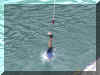 Bungy16_WEB.jpg (36029 bytes)