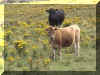 Cows61_WEB.jpg (50927 bytes)