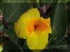 Flower2_WEB.jpg (56909 bytes)