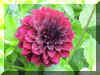 Flowers2_WEB.jpg (105741 bytes)