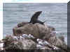 Sealbirds_WEB.jpg (40631 bytes)