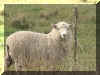 Sheep60_WEB.jpg (43354 bytes)