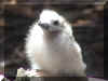 birdbaby.jpg (103768 bytes)