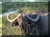buffalo7.jpg (161138 bytes)