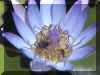 flowerbees.jpg (99282 bytes)