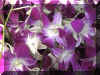 orchids2.jpg (145141 bytes)