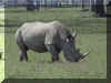 rhino12.jpg (141809 bytes)