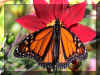 Butterfly7_WEB.jpg (95081 bytes)