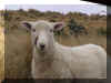 Sheep5_WEB.jpg (87137 bytes)