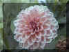 flower4.jpg (132539 bytes)