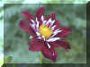 flower.jpg (129397 bytes)